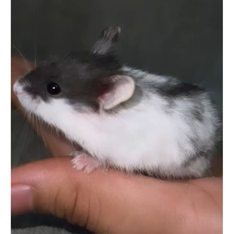 hamster cambel panda