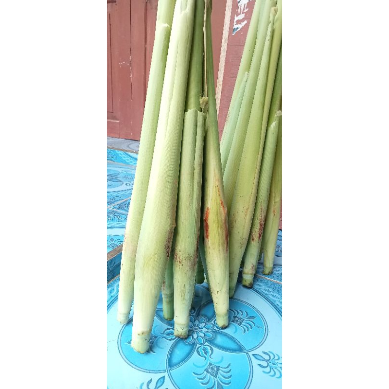 

sayuran Terubuk, terubus, tebu telor, bunga tebu