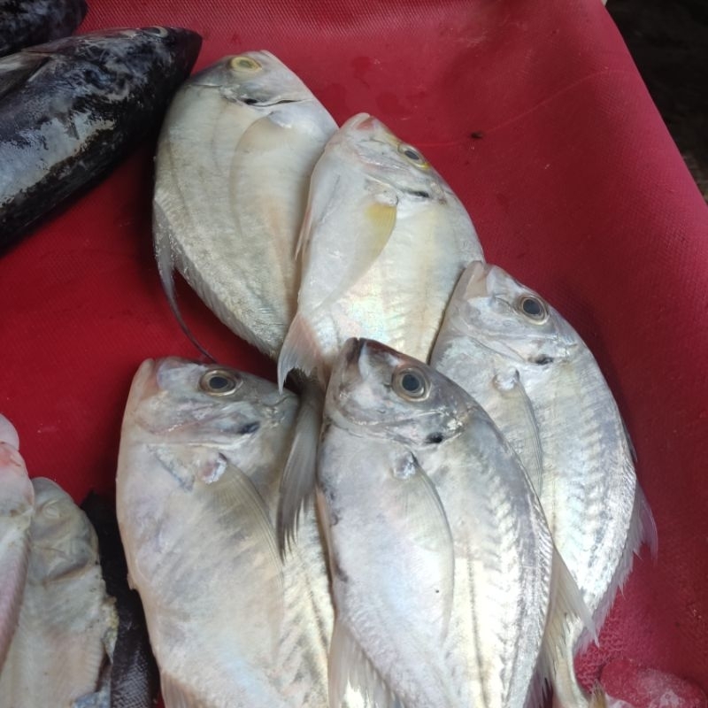 

Ikan Kue Seger