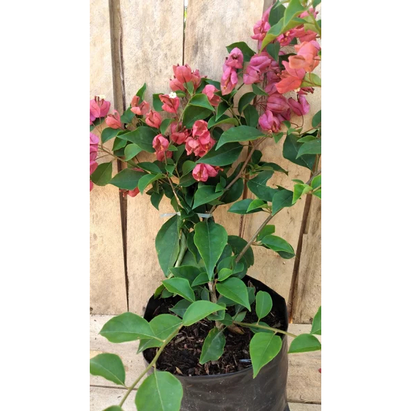 Bugenvil anggur ungu