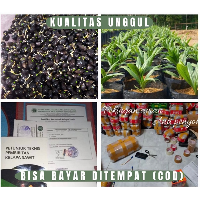 Bibit Benih Polong Kecamnbah Sawit LONSUM Kualitas Super Unggul Bibit Kelapa Sawit Lonsu