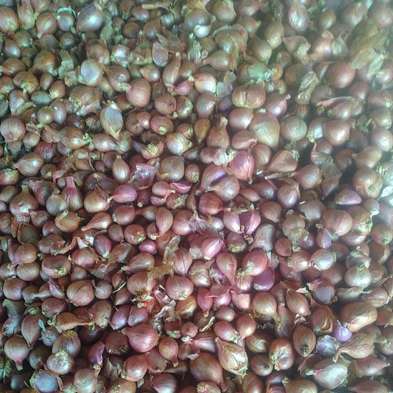 Bibit bawang merah biru batu