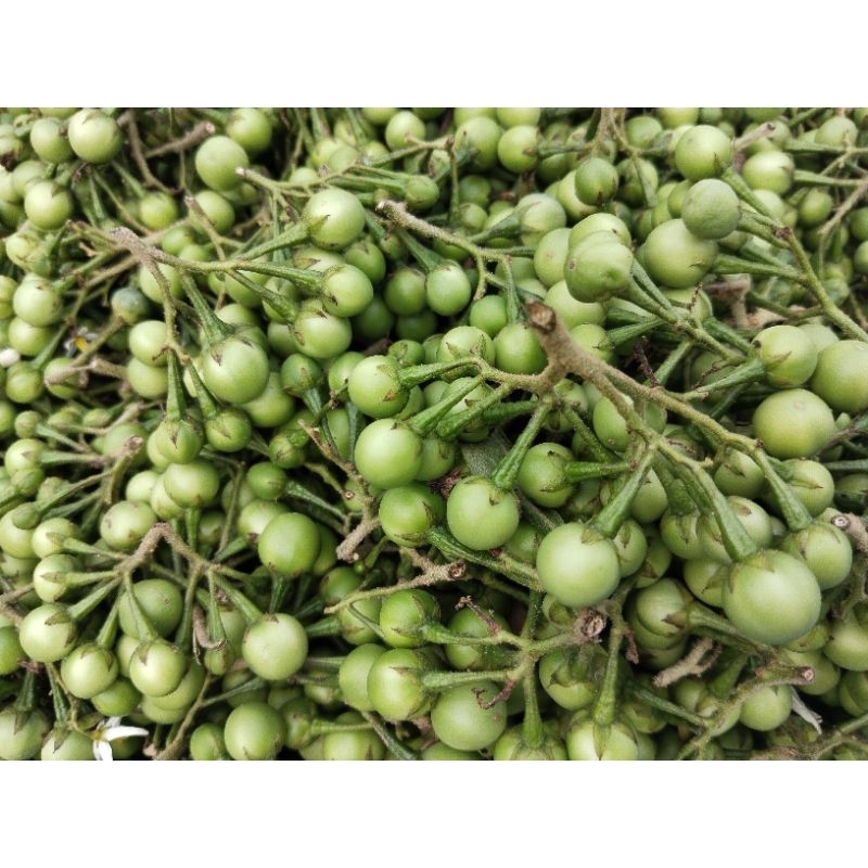 

cempokak 10.000/kg