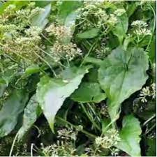 

DAUN SEMBUNG RAMBAT SEGAR 250 gram