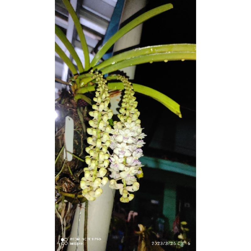 anggrek vanda retusa