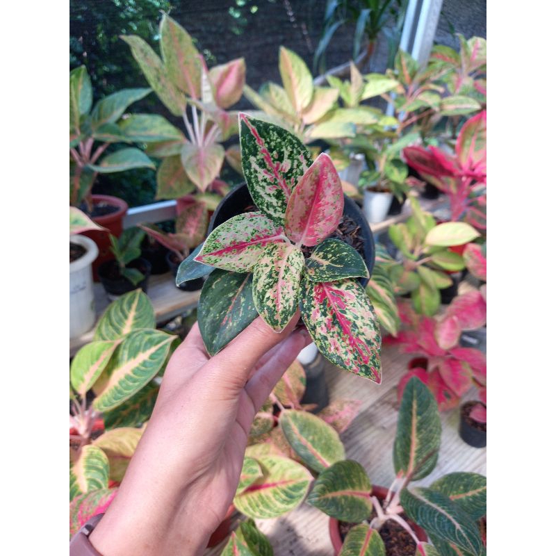 aglonema coconut delight / kokonut sesuai foto