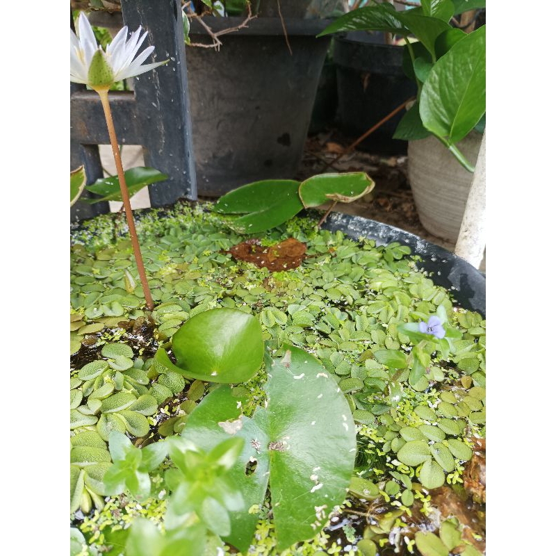 Hiasan aquariuim || Channa limbata cb