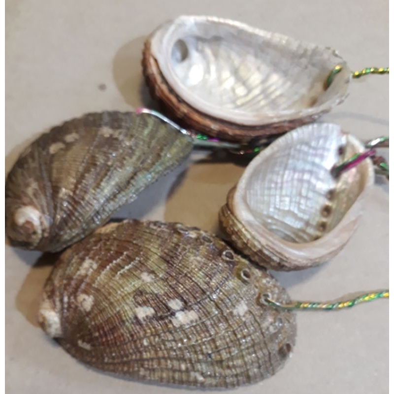 Kerang asli