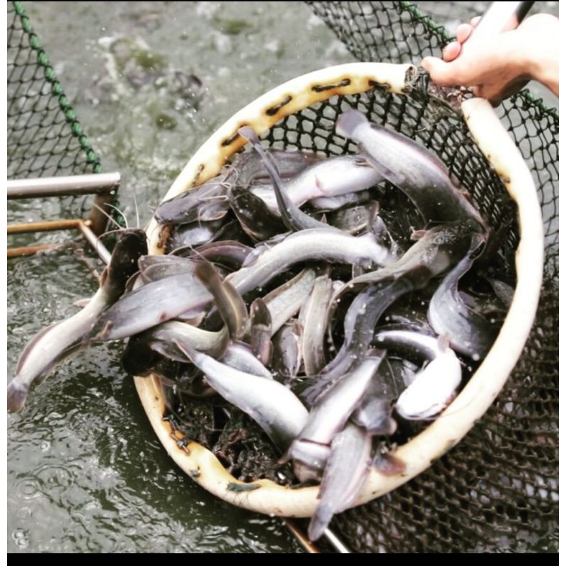 

ikan lele 1 kg