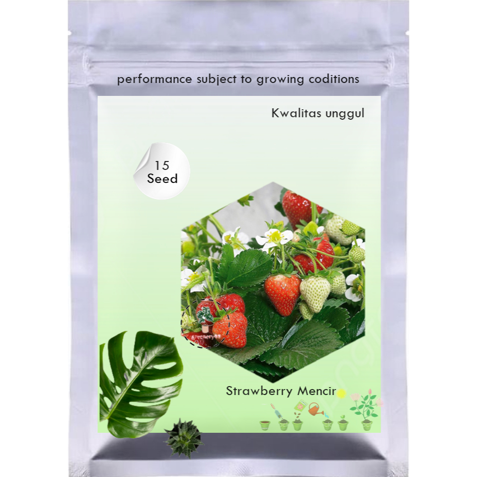 15 Benih Strawberry Mencir Dataran Rendah Bibit Buah Stroberi Jumbo Manis Super Premium Mudah Tumbuh