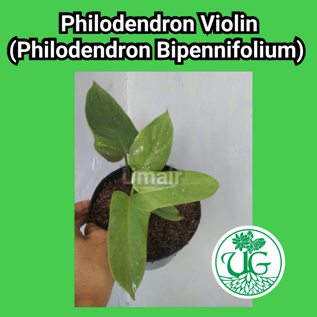 Philodendron Violin ( Philodendron bipennifolium )