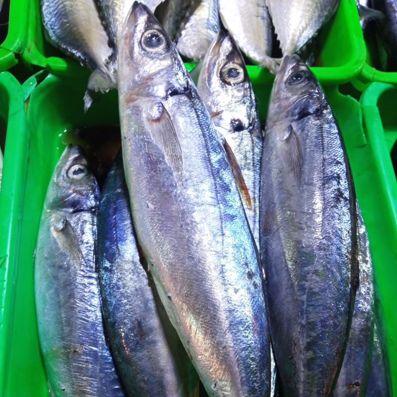 

ikan salem