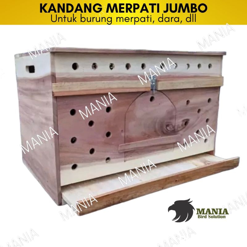 GUPON BURUNG MERPATI UKURAN JUMBO KANDANG KAYU DARA