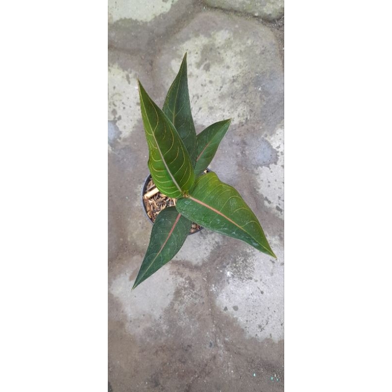 Aglonema Mahardika Varian (Size Remaja Daun 5+)