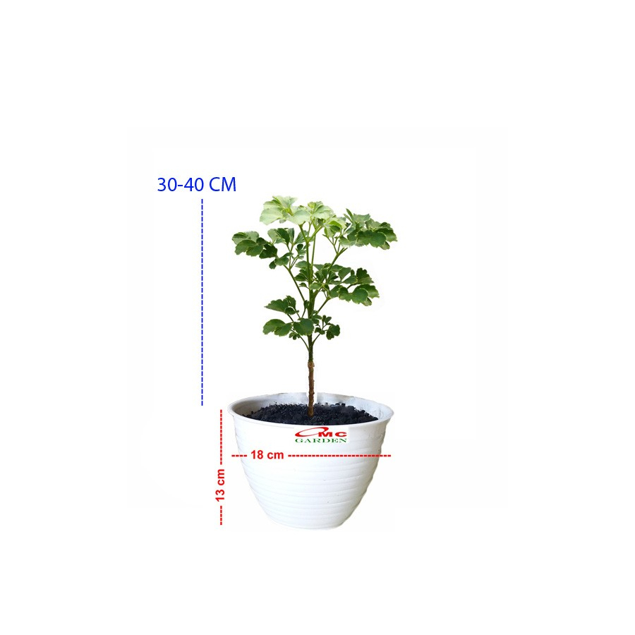 Berlangkas Andong Kedondong Laut Ming Aralia Polyscias BLKS-3040