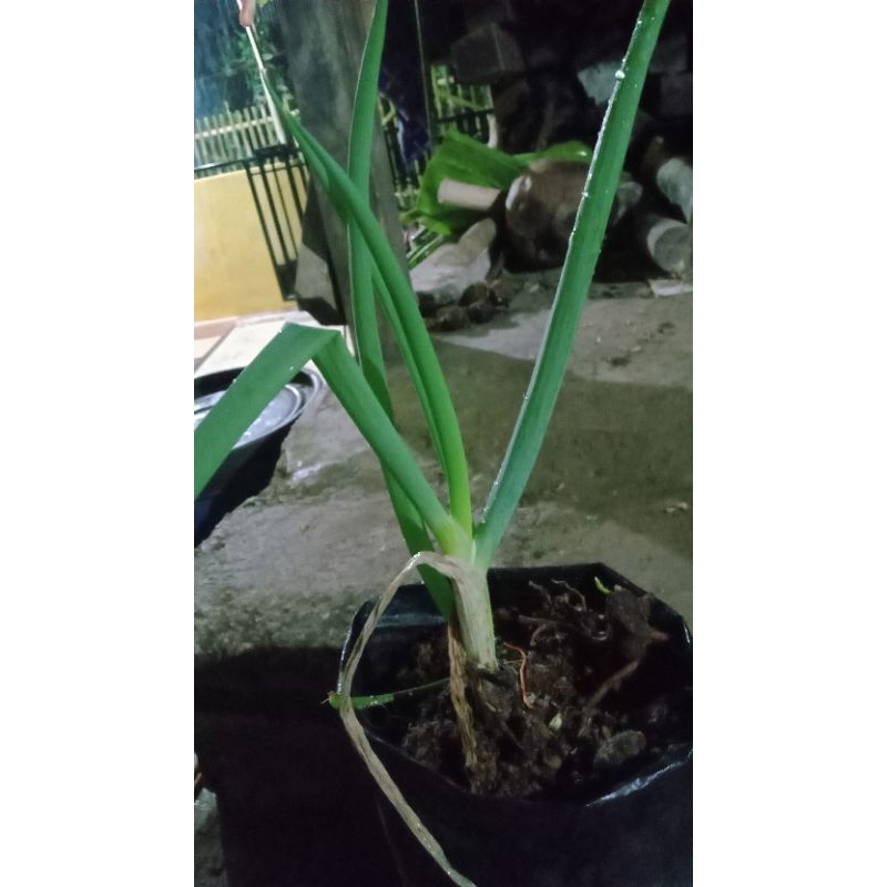 

PROMO BAWANG PREI/BAWANG DAUN