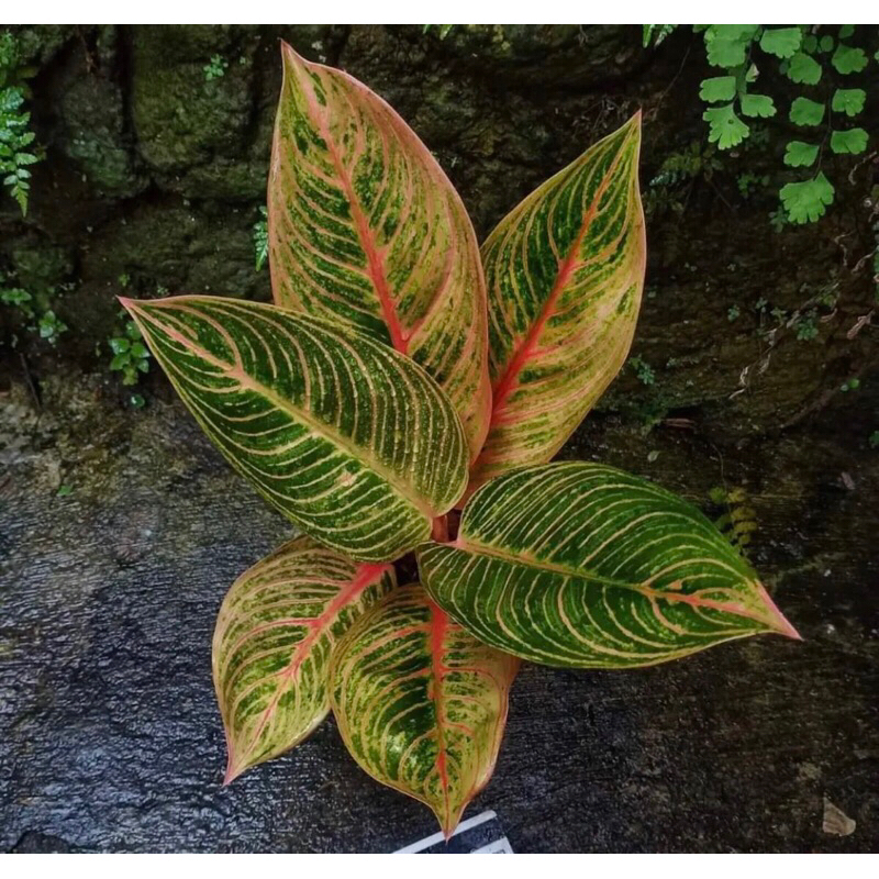 Aglonema kresna golden baby - tanamanhias aglonema kresna golden