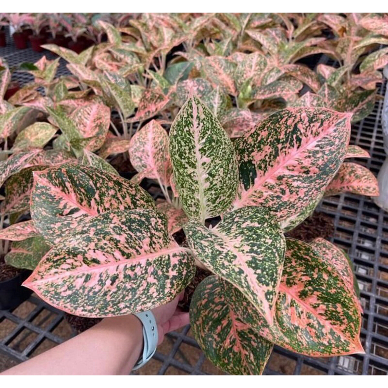 Aglonema stardust orange baby - tanaman hias aglonema orange stardust