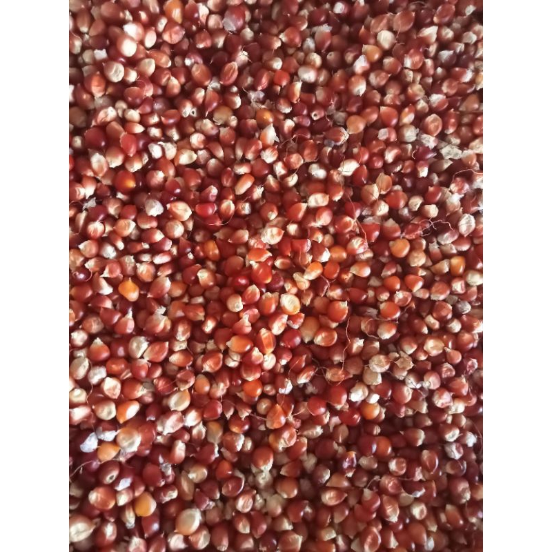 

Jagung Popcorn