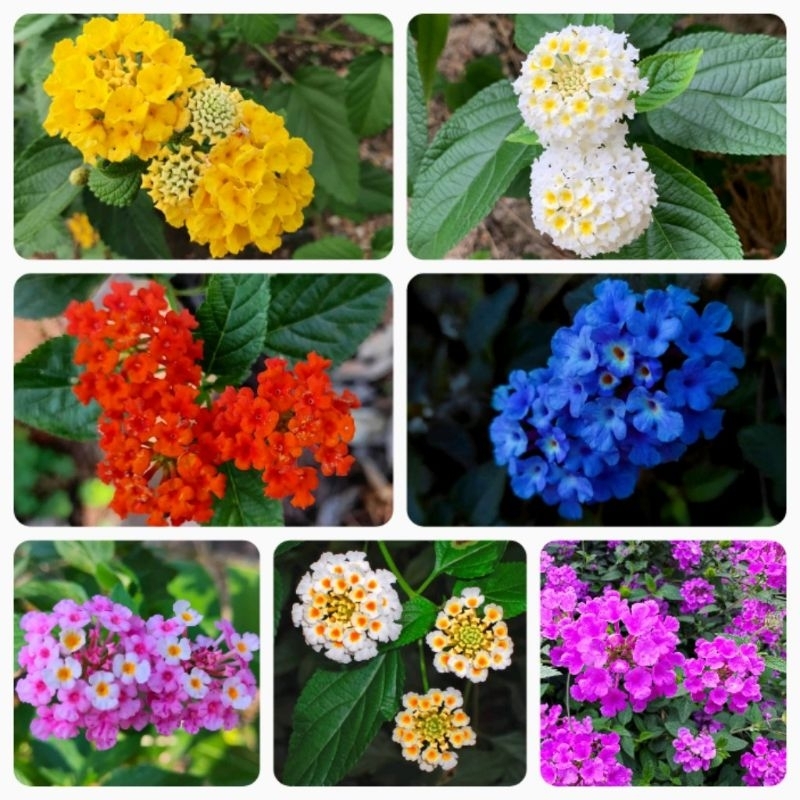 tanaman hias lantana camara