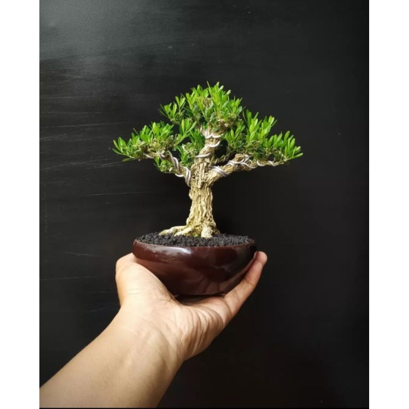 tanaman bonsai boxus herlandi siap pajang