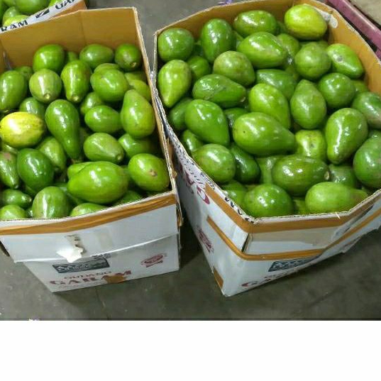 

ALPUKAT MENTEGA SUPER _ paket 5 kg
