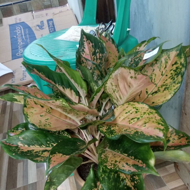 aglonema kocin tembaga