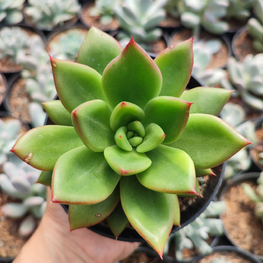 Echeveria Agavoides | DP 10cm | Sukulen