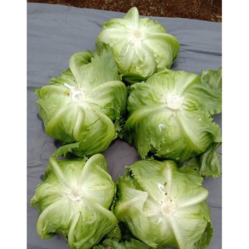 

lettuce selada