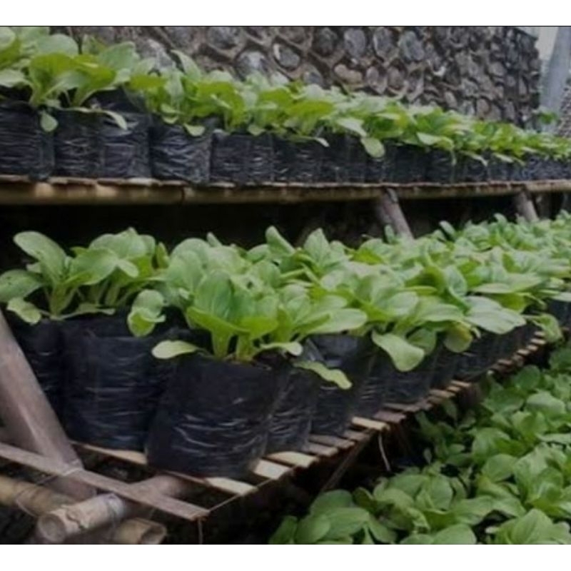 plastik tanaman Polibag / polybag / polibeg 1kg murah