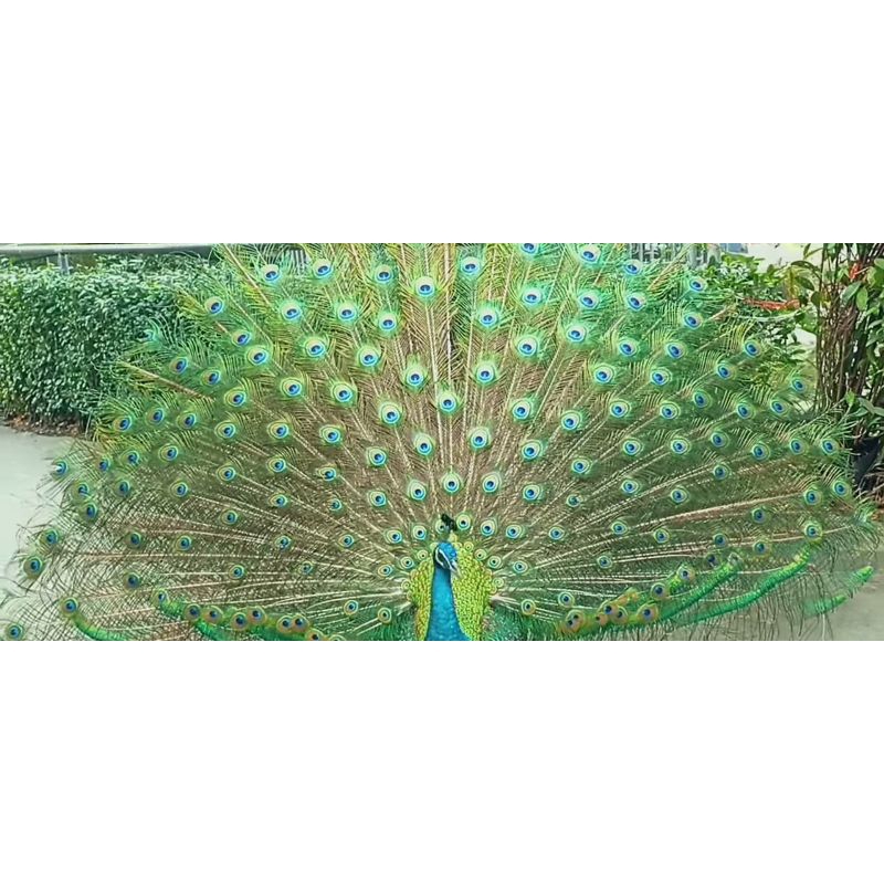 produk PL like new campur