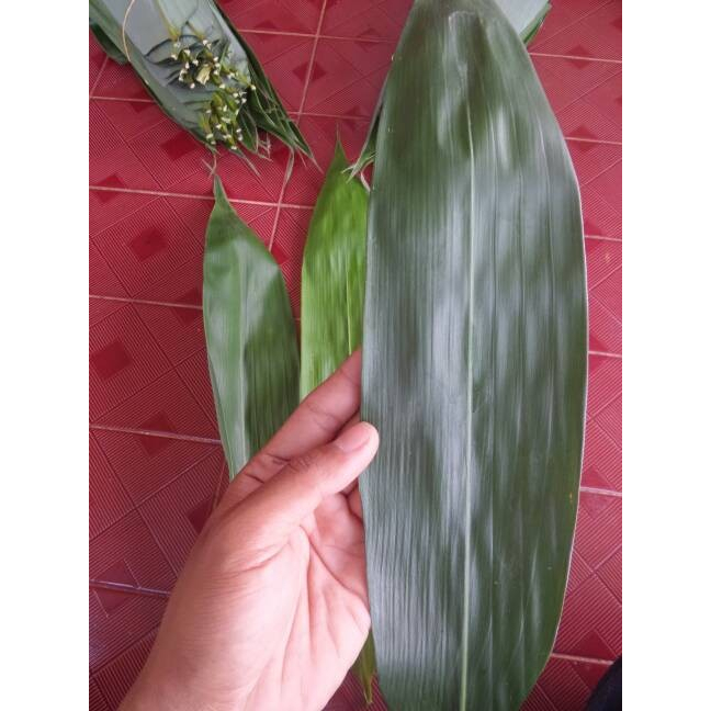 

DAAUN BAAMBU dAaun daAun bambu