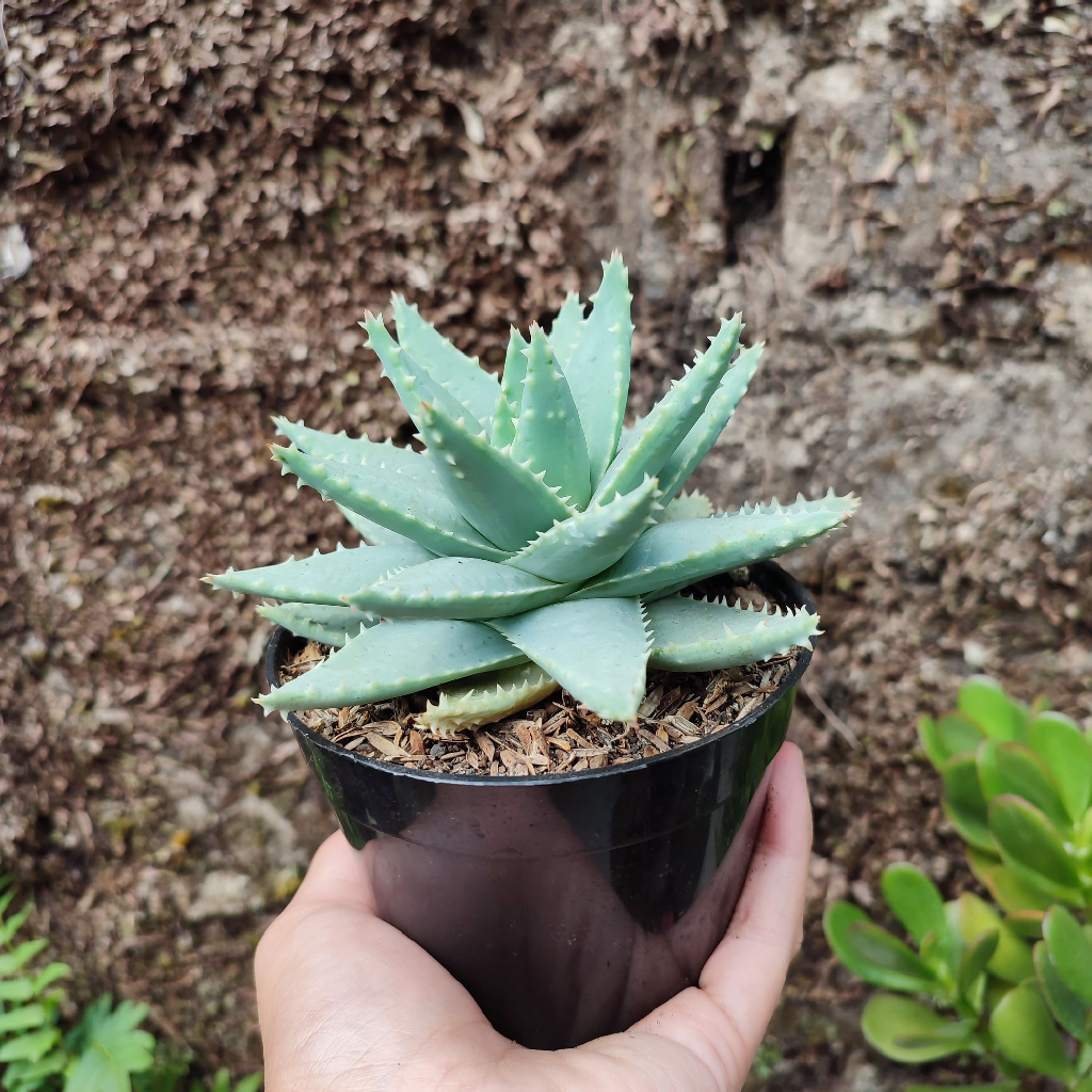 Aloe Brevifolia | D 10 Cm |  Sukulen