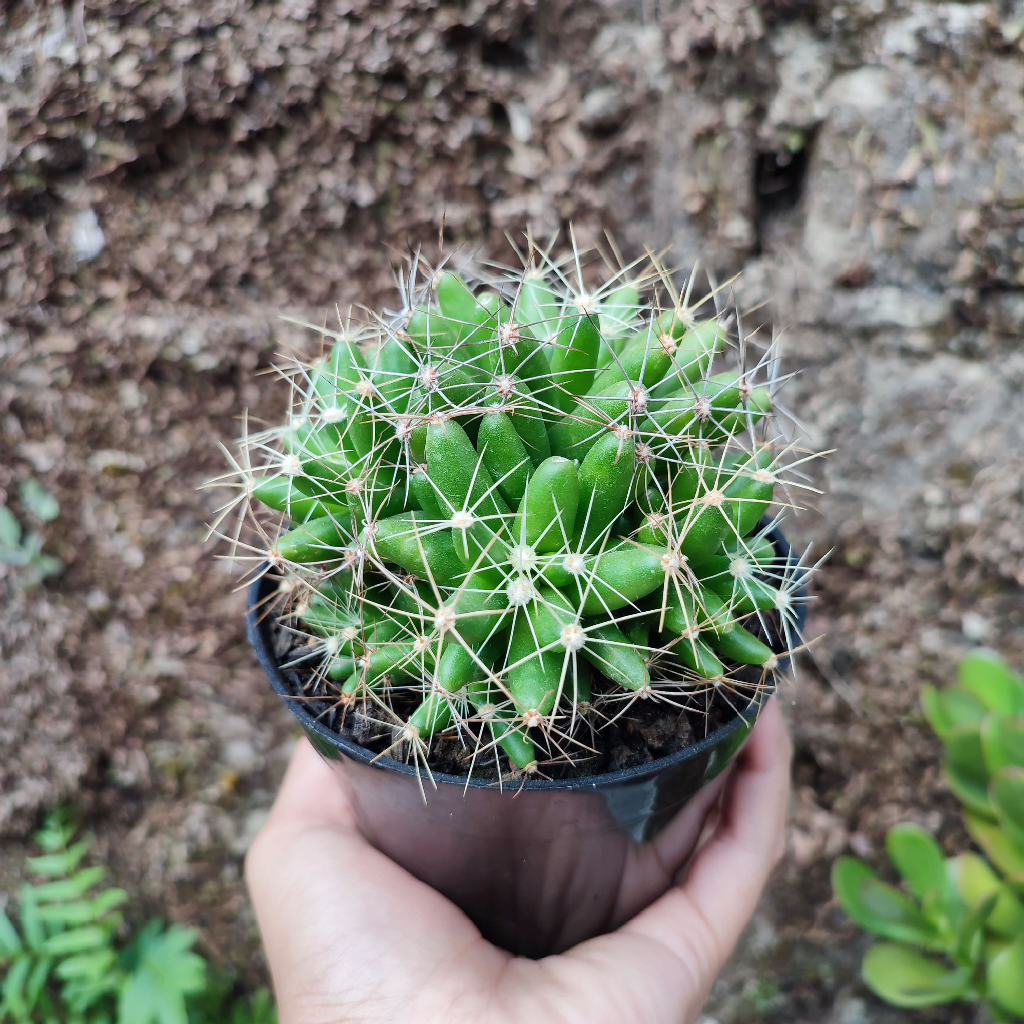 Ownroot Dolichothele | D 10cm | Kaktus