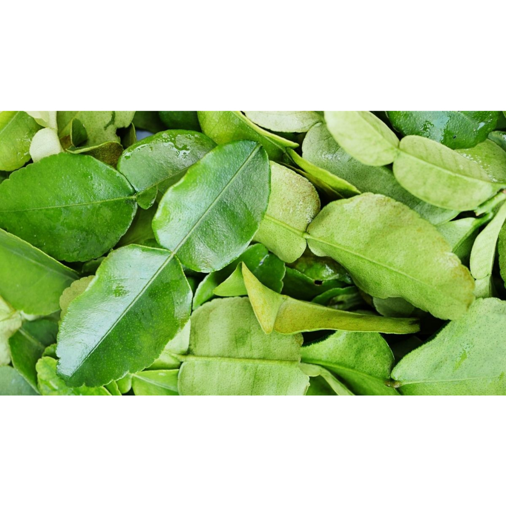 

Daun Jeruk 50gr Bumbu Dapur Sayur Fresh Kedai Bumbu Pak In Padang