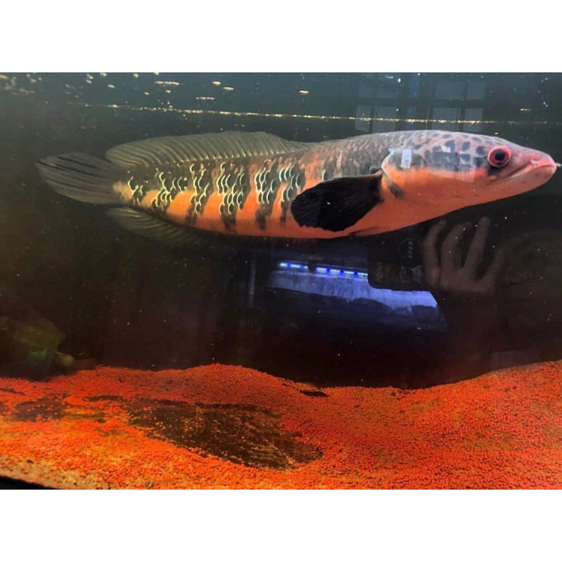 CHANNA RED BARITO 18CM GRADE A BAHAN KONTES