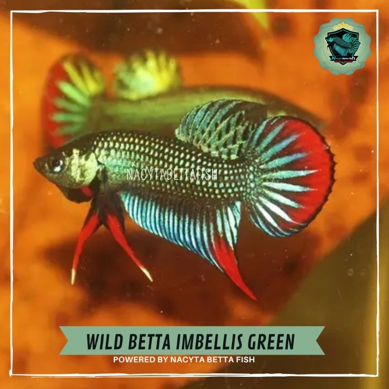 Wild Betta Imbellis Green