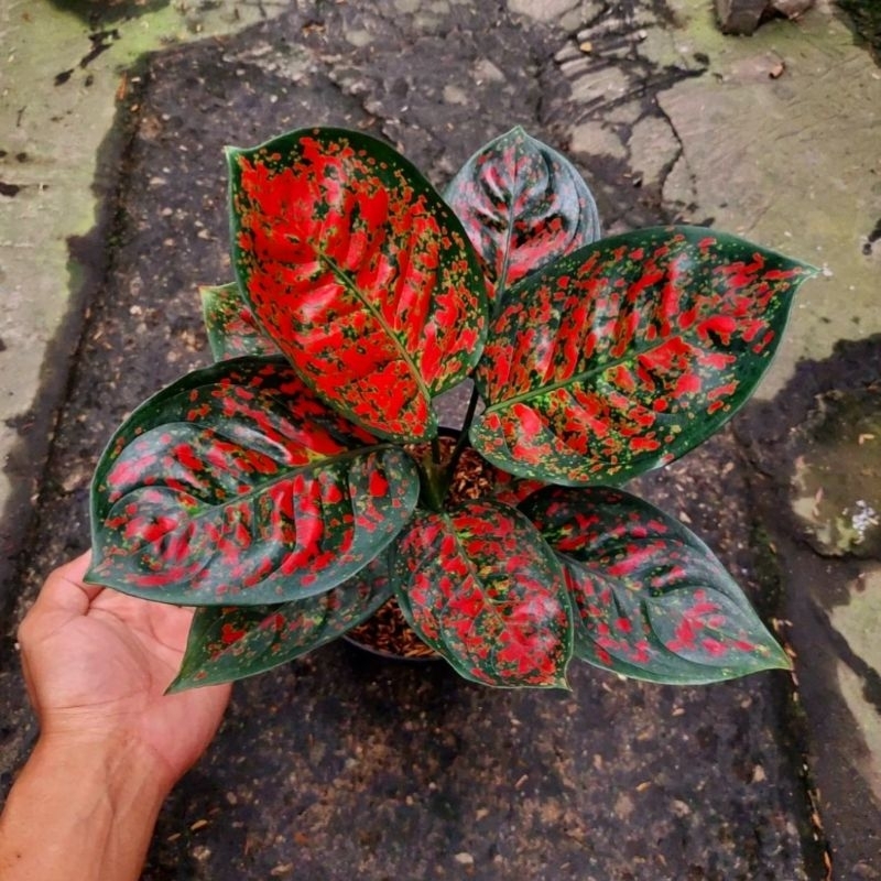 Aglonema Red Spider Tanaman Hias Bunga Aglaonema Murah Merah BUKAN bonggol bibit - tanaman hias hidu