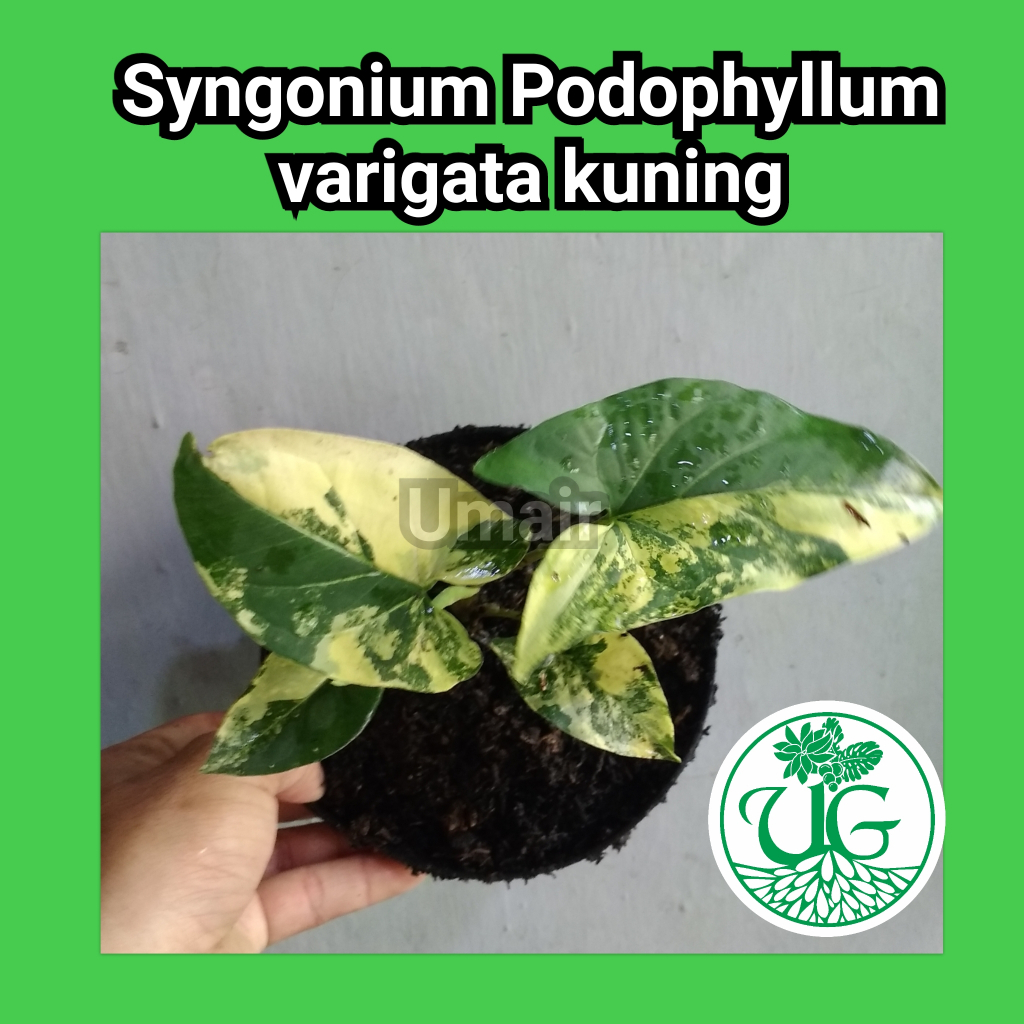 Syngonium Yellow (Syngonium Podophyllum 'Aurea')
