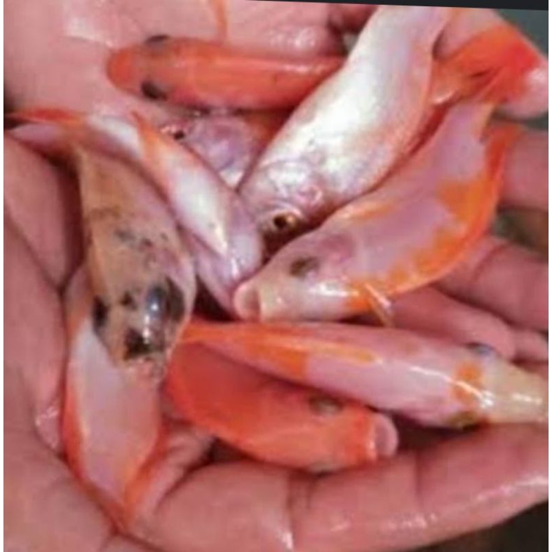 

ikan nila merah bangkok