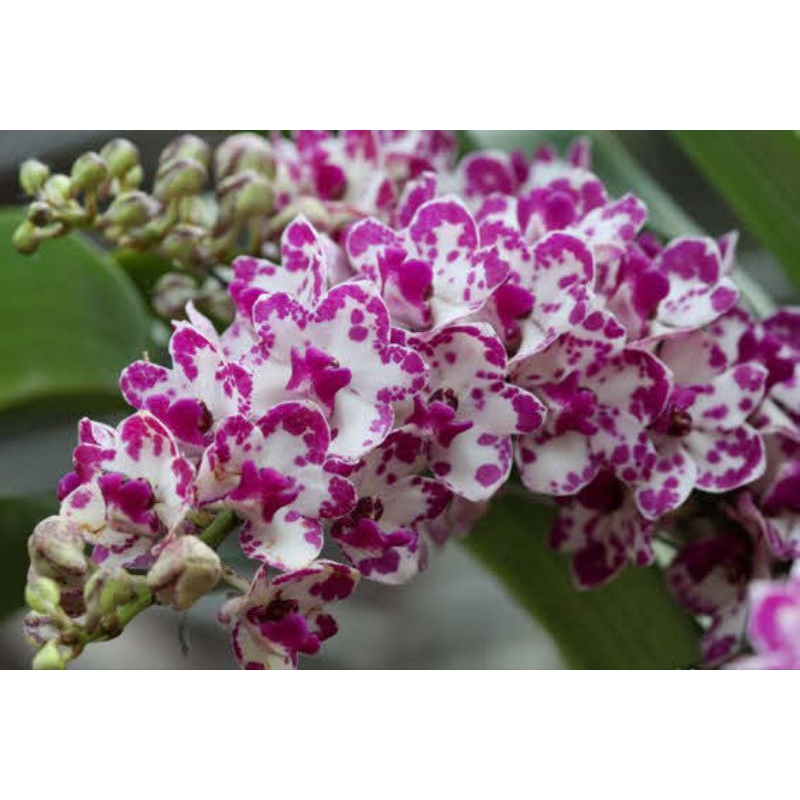 Anggrek Gigantea Ply