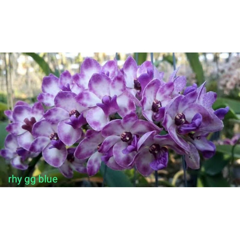 Anggrek Gigantea Bluee