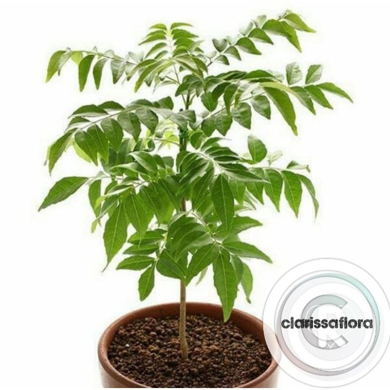 PROMO pohon salam Koja - pohon kari - tanaman salam Koja - tanaman kari - tanaman daun kari - pohon 