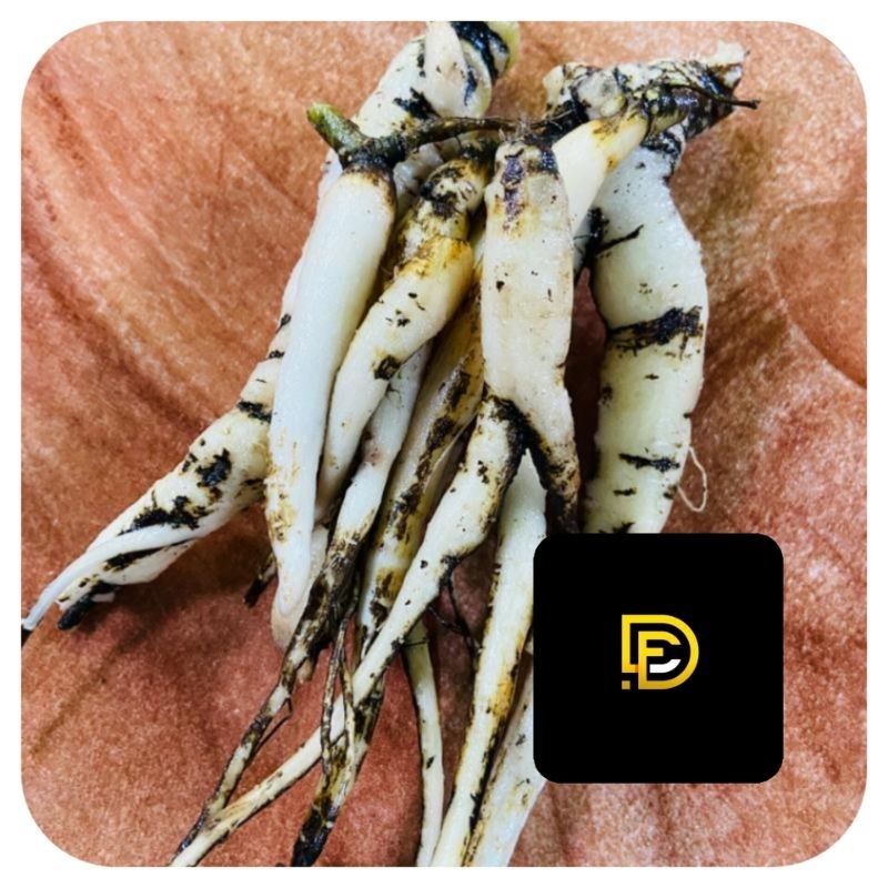 

Ginseng jawa segar / umbi ginseng jawa-az