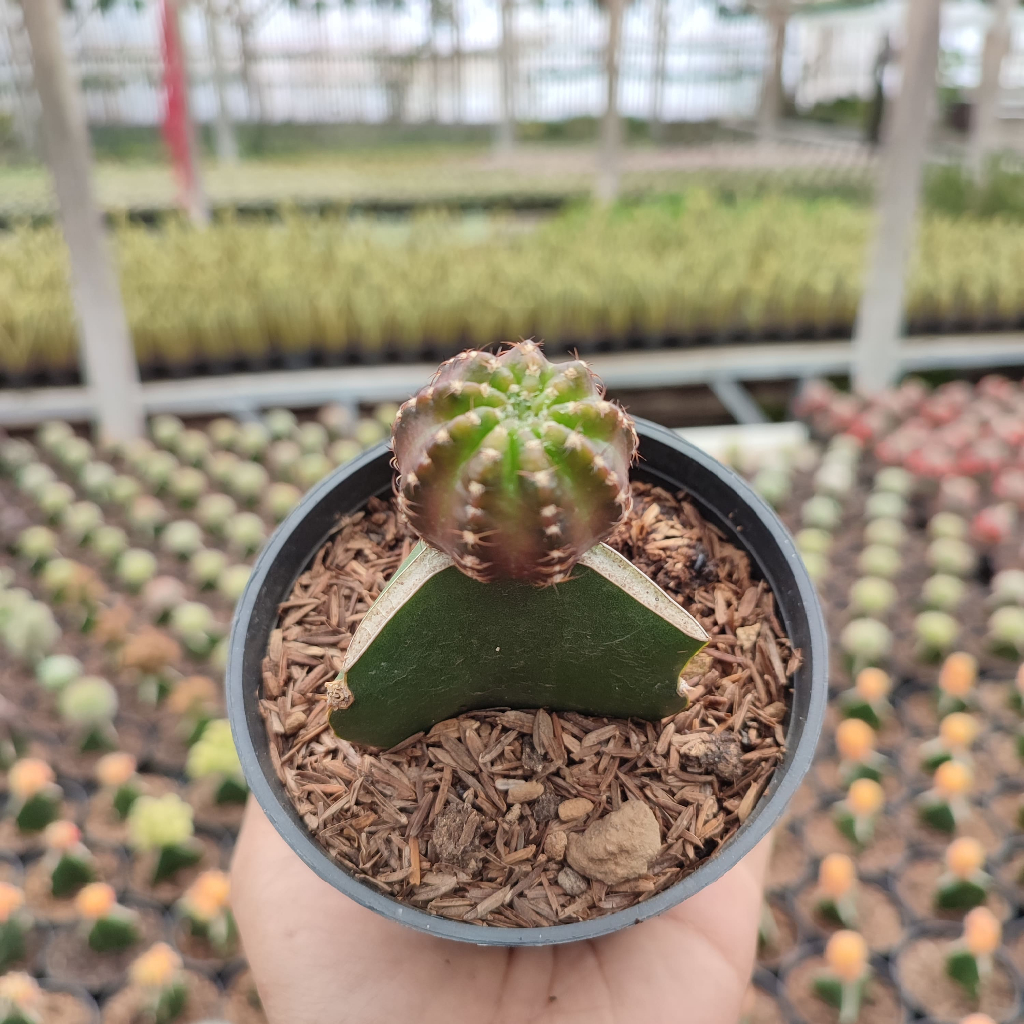 Grafting Echinopsis | DP 10 Cm | Kaktus