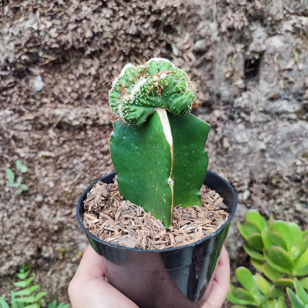 Grafting Cereus Repandus Cristata | DP 10 Cm | Kaktus