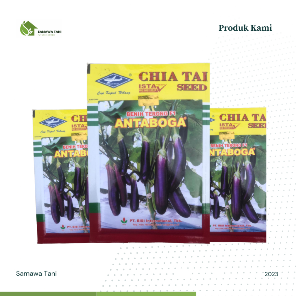Benih Bibit Terong Ungu F1 Antaboga Chia Tain Seed Cap Kapal Terbang 10gr