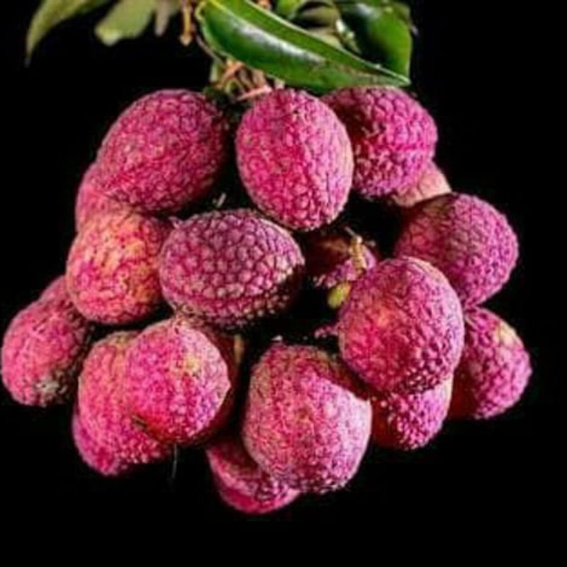 

leci manis