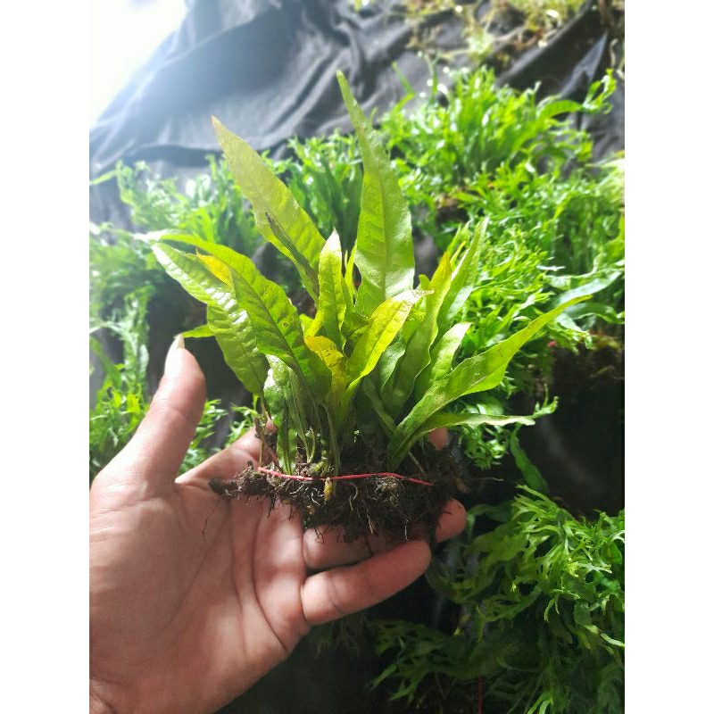 kadaka java fern..