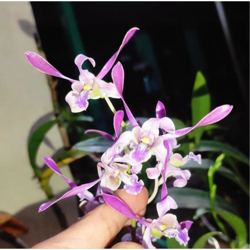 anggrek dendrobium lineale blue junggel